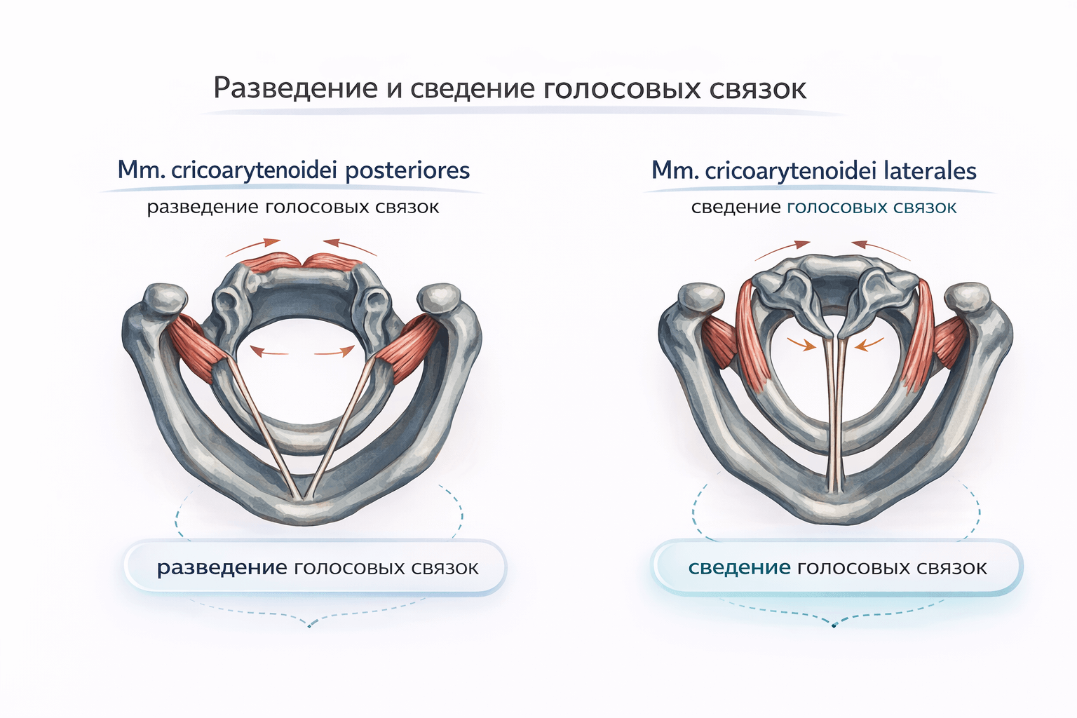 Иллюстрация к технике дыхания Уджайи